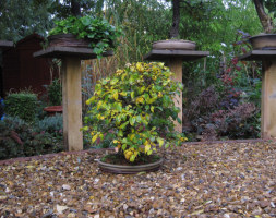 elm bonsai